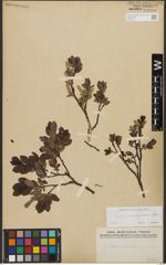 Foto von Salix waldsteiniana Willd.